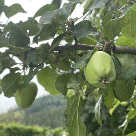Alte Obstsorten werden am Pogusch neu kultiviert.  | © STG | Elisabeth Stolzer