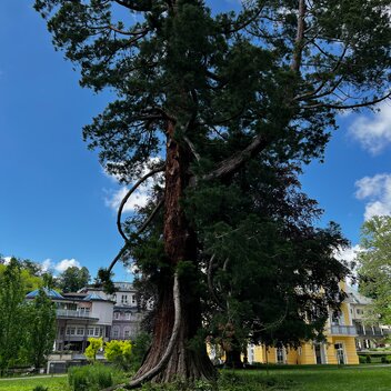 Bad Gleichenberg  Curpark Baum | © STG