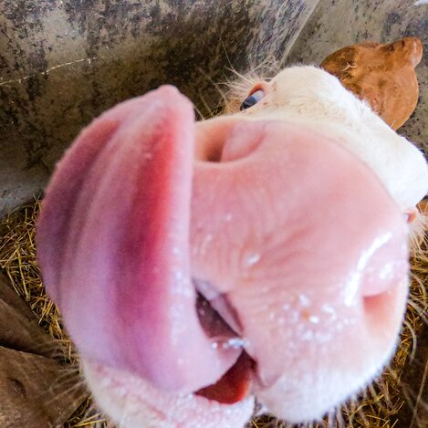 © Steiermark Tourismus | © Steiermark Tourismus