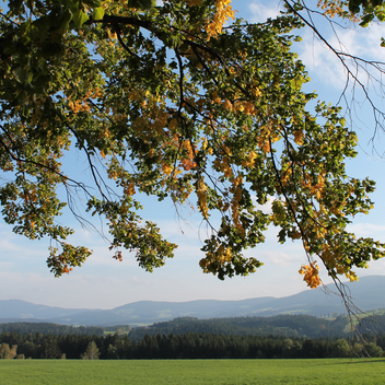 Der Herbst hat Einzug genommen | © TVB Joglland Waldheimat