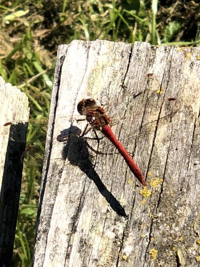 NaturLese Nachmittag | CGruber
