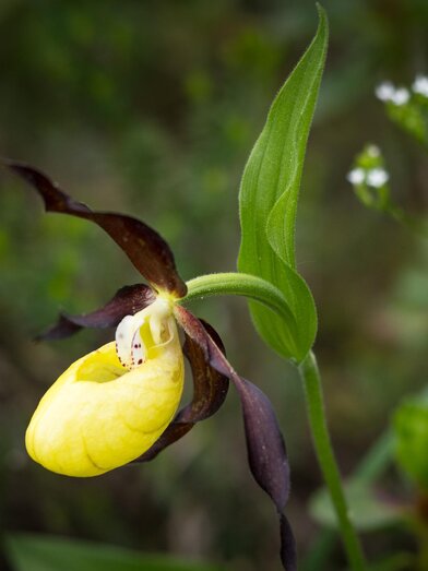 Frauenschuh Orchidee | © www.posegga.art | Susanne Posegga | © www.posegga.art