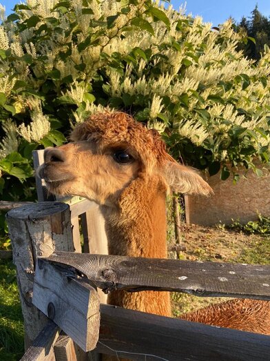 organic farm Kroisleitner_alpaca by the fence_Eastern Styria | © Oststeiermark Tourismus | © Oststeiermark Tourismus