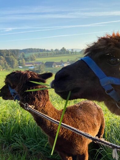organic farm Kroisleitner_alpaca on meadow_Oststeiermark | © Oststeiermark Tourismus | © Oststeiermark Tourismus