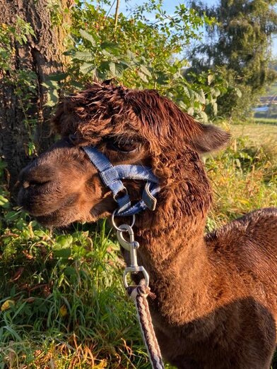 Chrizzlys cottage_alpaca_Eastern Stryria | © Oststeiermark Tourismus | © Oststeiermark Tourismus