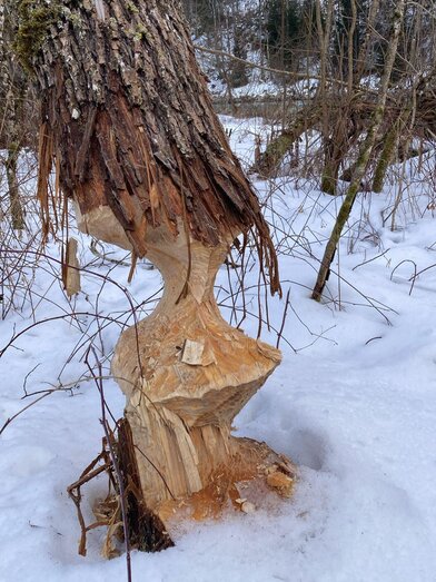 biber | Alexander Maringer