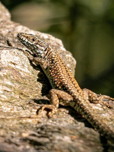 Nature Worlds Styria_Reptile_Eastern Styria | © Naturwelten Steiermark