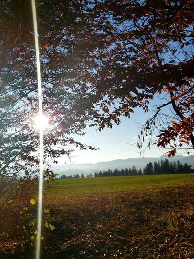 Bienenlehrpfad_Rastplatz_Oststeiermark | © Tourismusverband Oststeiermark / Christine Pollhammer | Christine Pollhammer | © Tourismusverband Oststeiermark / Christine Pollhammer