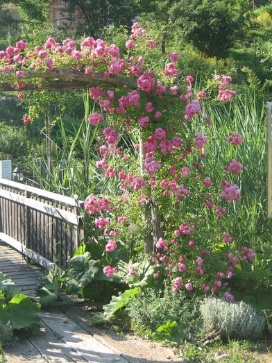 Rosenbogen im Naturgarten "Die Amtmann" | © Die Amtmann | © Die Amtmann