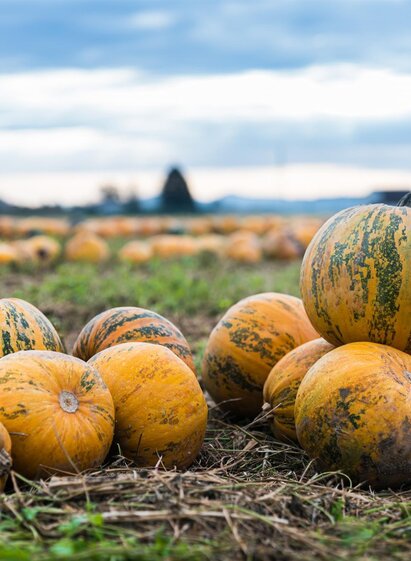 Kürbisse aus dem Schilcherland | © Schilcherland Steiermark | © Schilcherland Steiermark
