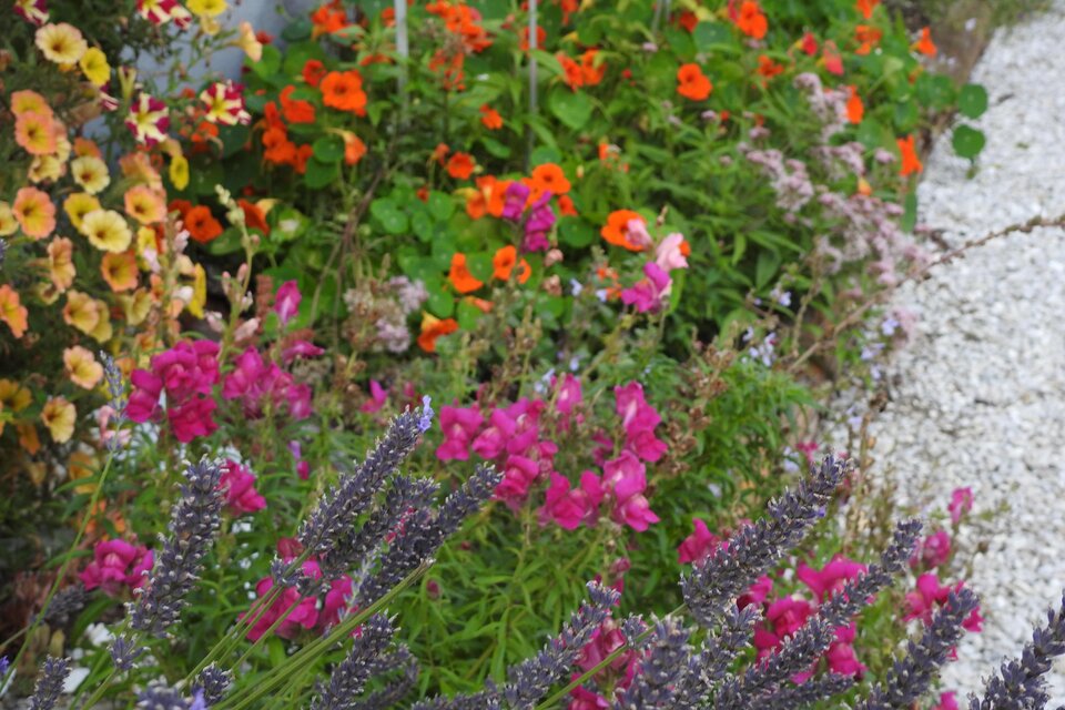 Bunt blühende Blumen in einem Garten, darunter Lavendel und leuchtende orangefarbene und pinke Blüten. Der Boden ist mit Kies bedeckt, was einen schönen Kontrast zu den Pflanzen bildet. | © Naturpark Sölktäler