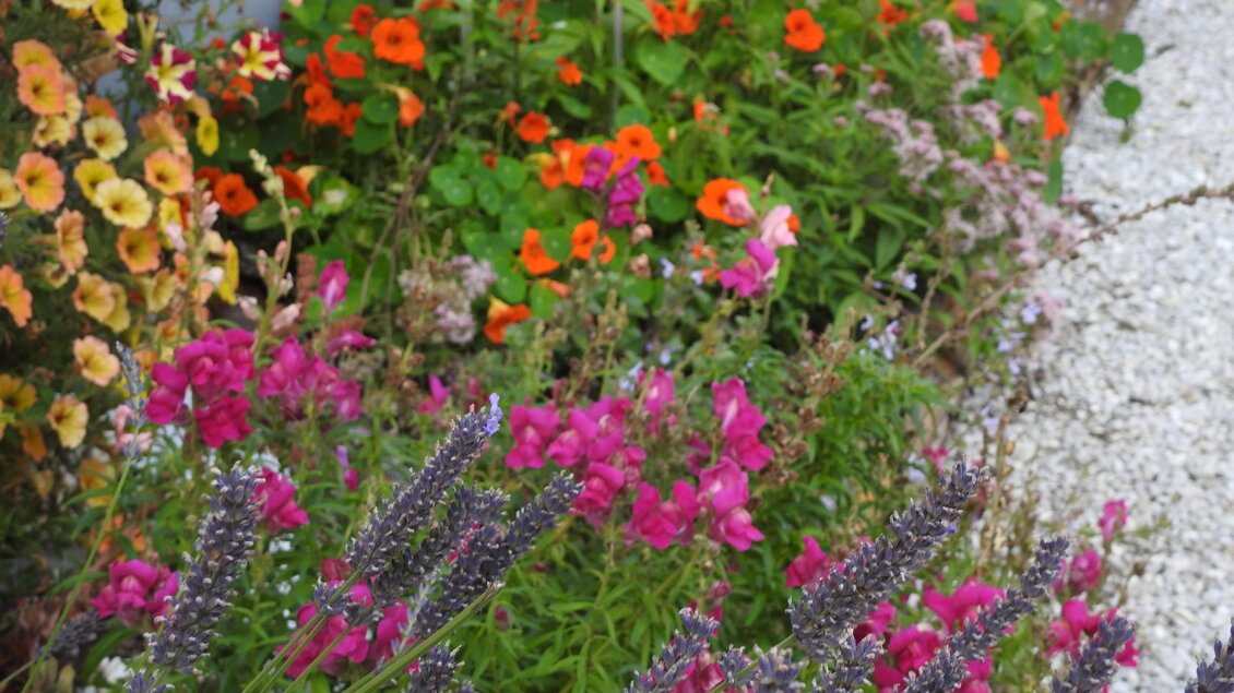 Bunt blühende Blumen in einem Garten, darunter Lavendel und leuchtende orangefarbene und pinke Blüten. Der Boden ist mit Kies bedeckt, was einen schönen Kontrast zu den Pflanzen bildet. | © Naturpark Sölktäler