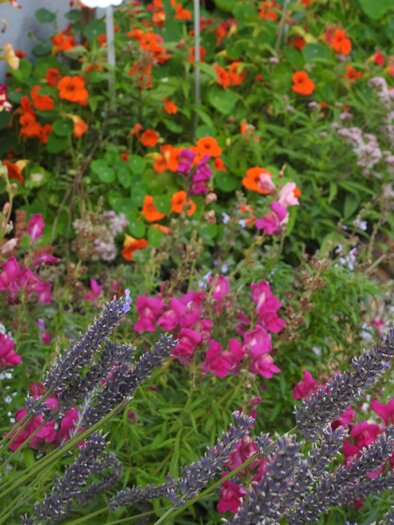 Bunt blühende Blumen in einem Garten, darunter Lavendel und leuchtende orangefarbene und pinke Blüten. Der Boden ist mit Kies bedeckt, was einen schönen Kontrast zu den Pflanzen bildet. | © Naturpark Sölktäler