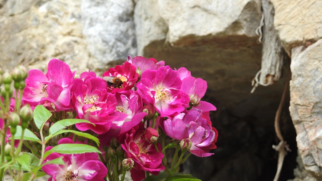 Ein Strauß leuchtend pinker Blumen wächst vor einer Felswand. Im Hintergrund ist eine dunkle Öffnung zu sehen. | © Naturpark Sölktäler