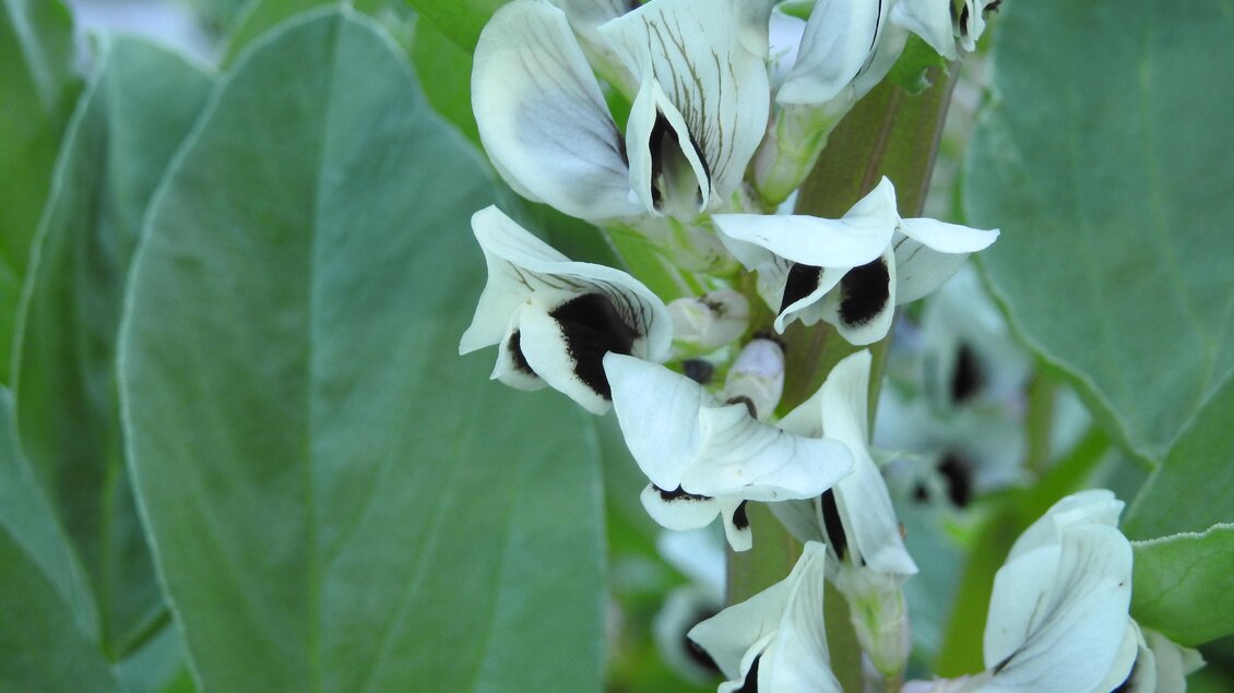 Eine Nahaufnahme von weißen Blüten mit schwarzen Musterungen, umgeben von grünen Blättern. Die Pflanzen scheinen frisch und gesund zu sein. | © Naturpark Sölktäler
