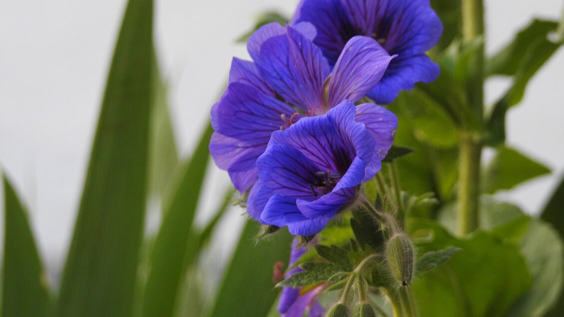 Eine Gruppe von leuchtend violetten Blumen mit grünen Blättern im Hintergrund. Die Blumen strahlen Schönheit und Frische aus. | © Naturpark Sölktäler