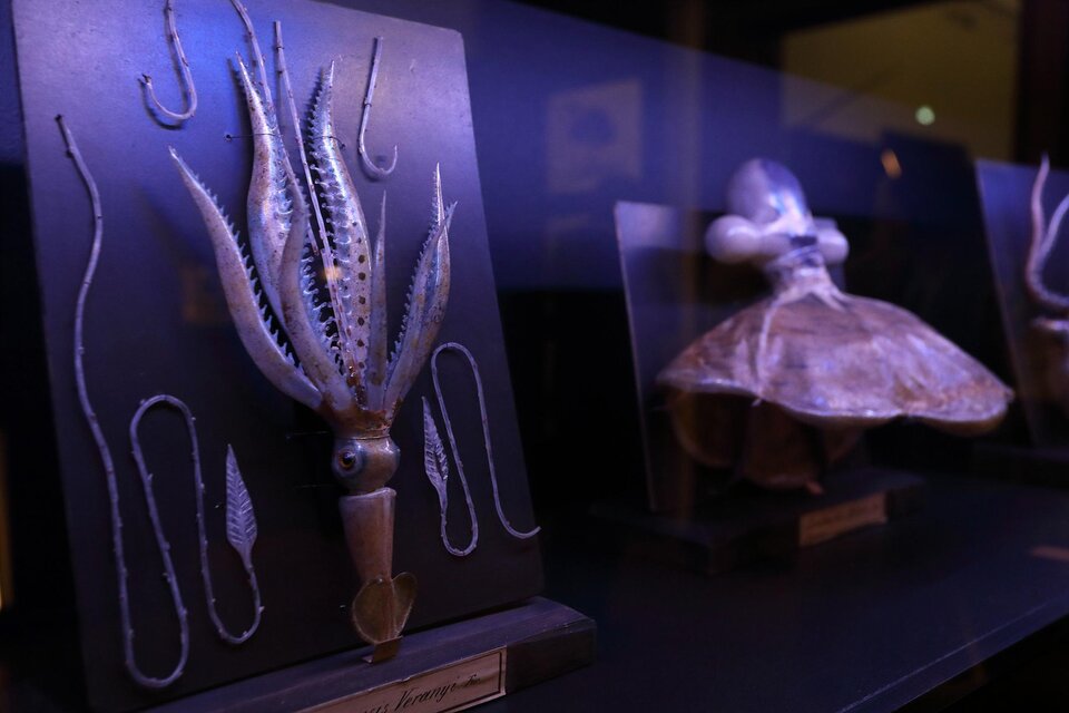 “FASCINATING TREASURES” AT THE NATURAL HISTORY MUSEUM GRAZ - Impression #1