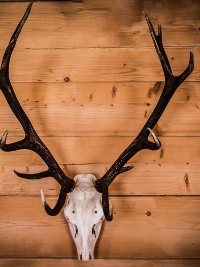 Titelbild Jagaball | © Pixabay