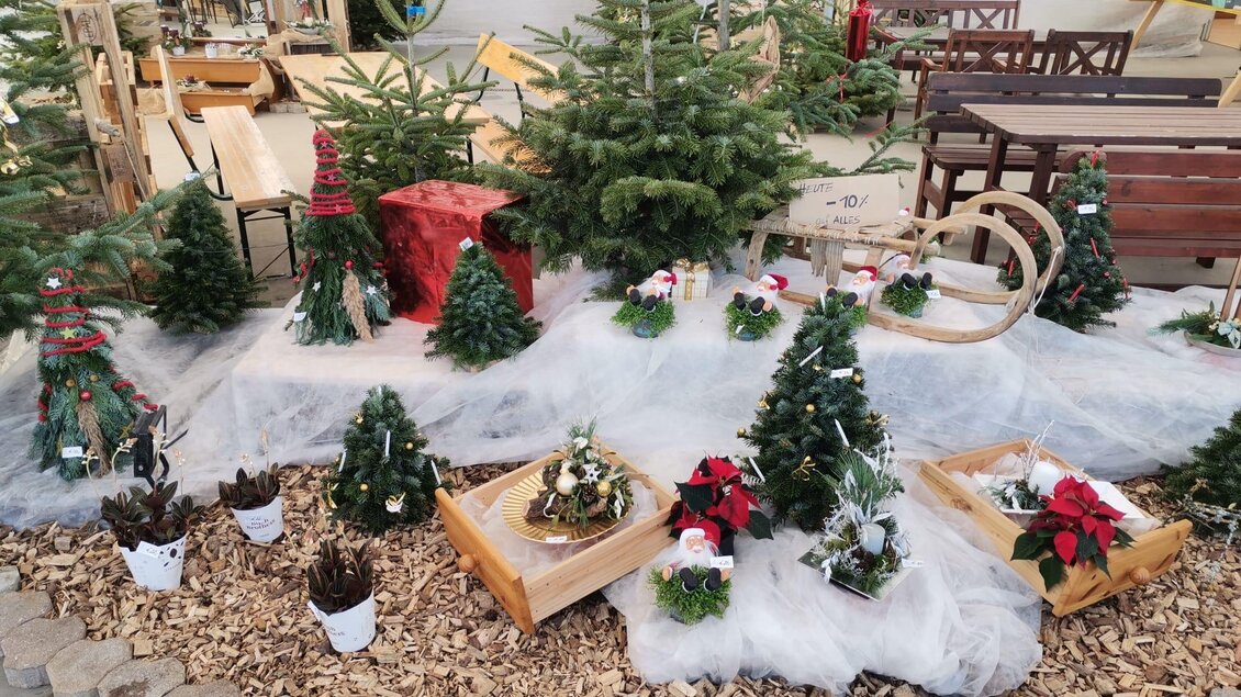 Ein weihnachtlich dekorierter Bereich mit kleinen Tannenbäumen, Weihnachtsblumen und festlicher Dekoration. Holzspäne bedecken den Boden und schaffen eine winterliche Atmosphäre. | © Gartenbau Pachler
