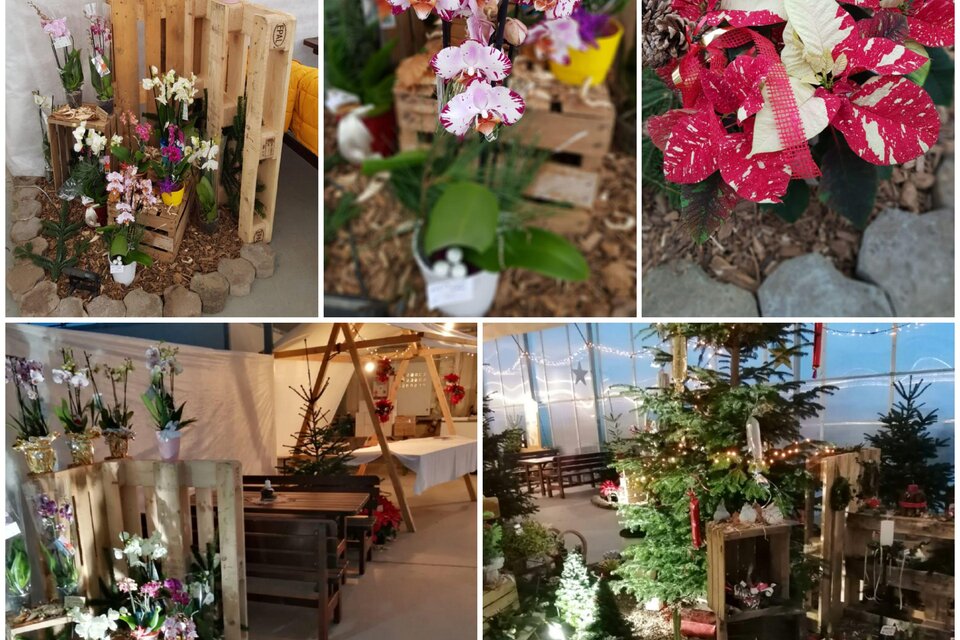 Eine collageartige Darstellung von verschiedenen Blumenarrangements, hauptsächlich Orchideen, auf Holzkisten. Die Dekoration schafft eine einladende und farbenfrohe Atmosphäre. | © Blumen Pachler