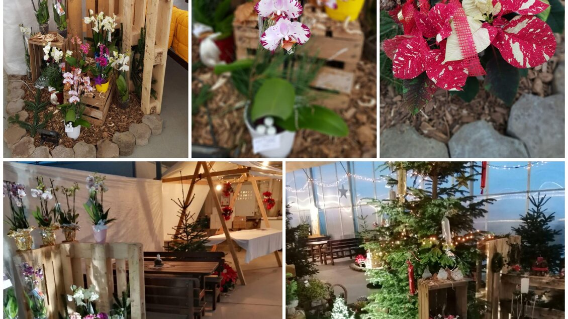 Eine collageartige Darstellung von verschiedenen Blumenarrangements, hauptsächlich Orchideen, auf Holzkisten. Die Dekoration schafft eine einladende und farbenfrohe Atmosphäre. | © Blumen Pachler