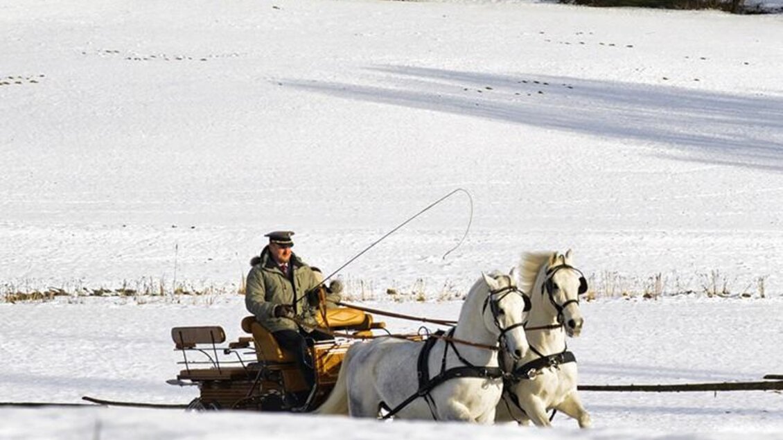 <p>Zwei Lipizzaner ziehen eine Kutsche durch verschneite Winterlandschaft bei Sonnenschein, in Köflach. </p> | © Rene van Bakle