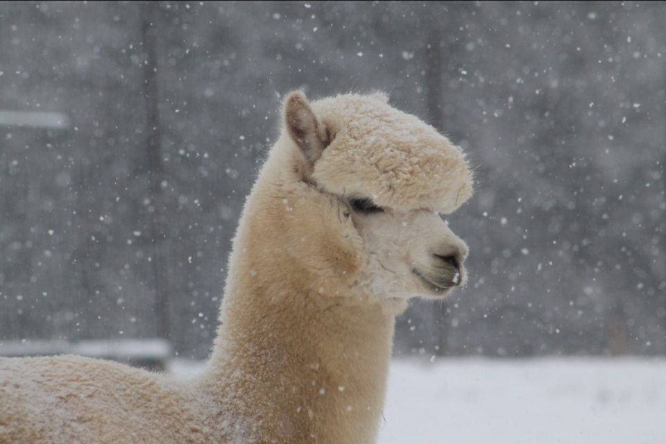 Ein Geschenkkorb mit einer Flasche Wein, verschiedenen Marmeladen und Snacks. Der Korb ist mit Tannenzweigen und festlicher Dekoration geschmückt. | © Bauernhof Radl_Oststeiermark