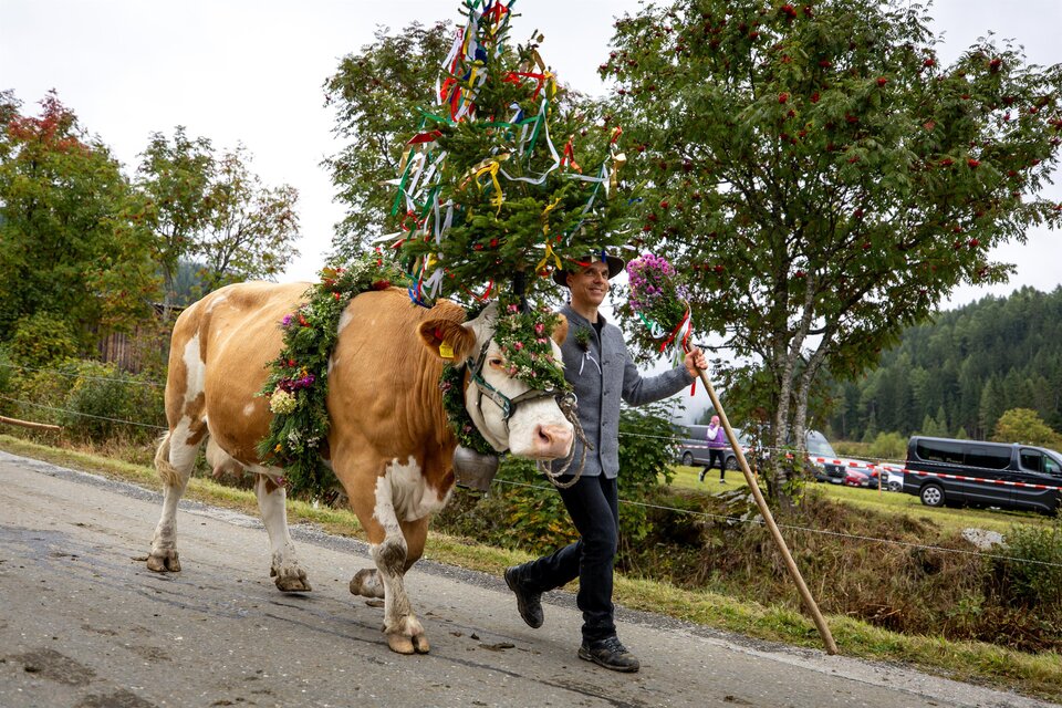 Almabtrieb, geschmückte Kuh mit Bauer. | © Region Murau