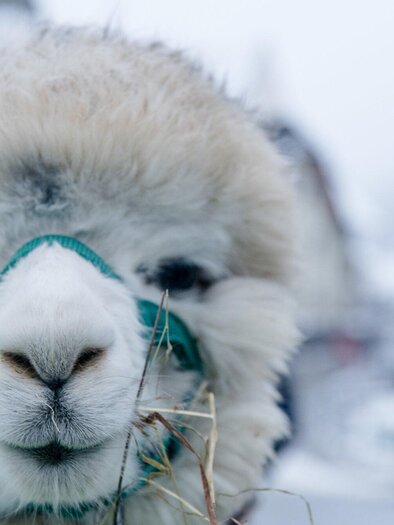 Ein Alpakagebiss in der winterlichen Landschaft. Im Hintergrund sind verschwommene Figuren und verschneite Gebäude zu sehen. | © Region Graz - Mias Photoart-18