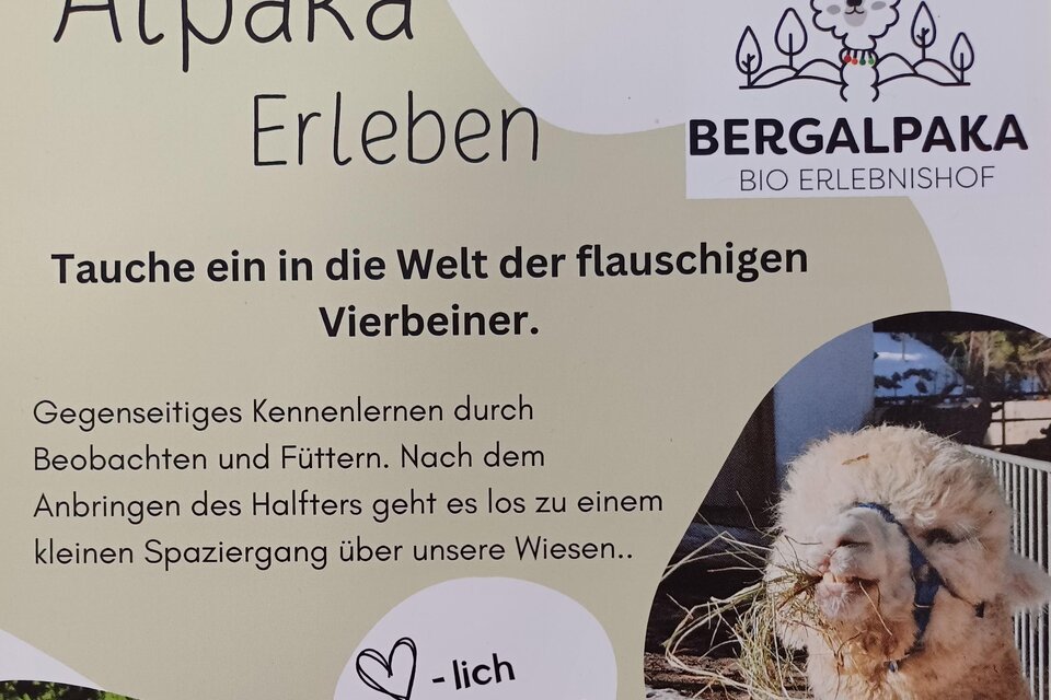 Ein einladendes Plakat für den Bio-Erlebnishof Bergalpaka. Es präsentiert die Möglichkeit, Alpakas zu erleben und an einem Spaziergang mit den Tieren teilzunehmen. | © Bergalpaka Bio Erlebnishof