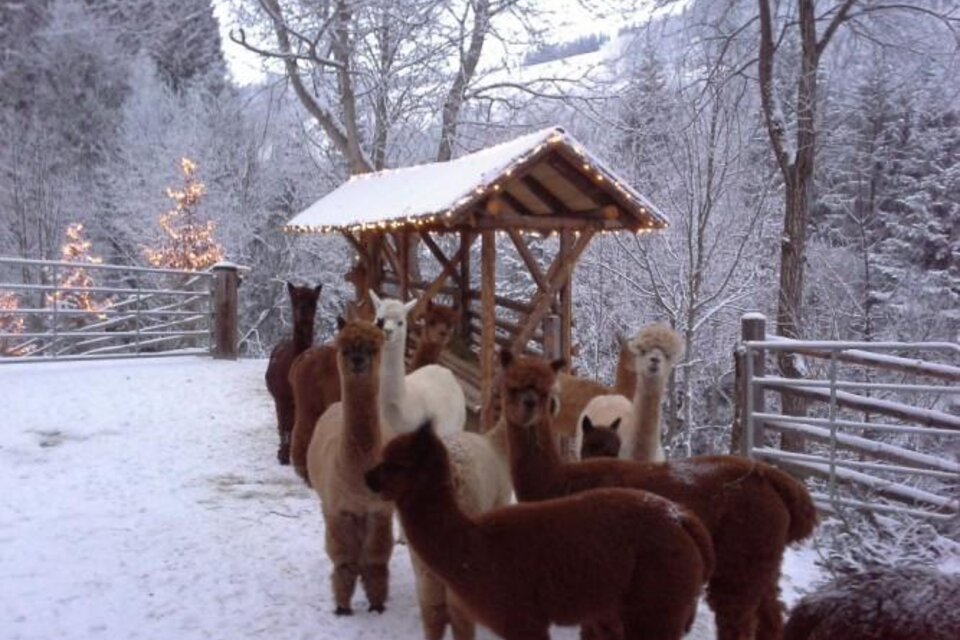 Eine Gruppe von Alpakas steht im Schnee vor einer überdachten Fläche. Die Umgebung ist winterlich mit schneebedeckten Bäumen im Hintergrund. | © Alpakahof Stelzer