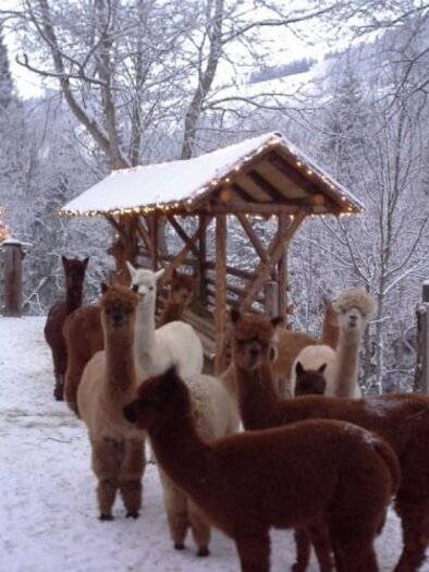 A group of alpacas stands in the snow in front of a covered area. The surroundings are wintery with snow-covered trees in the background. | © Alpakahof Stelzer
