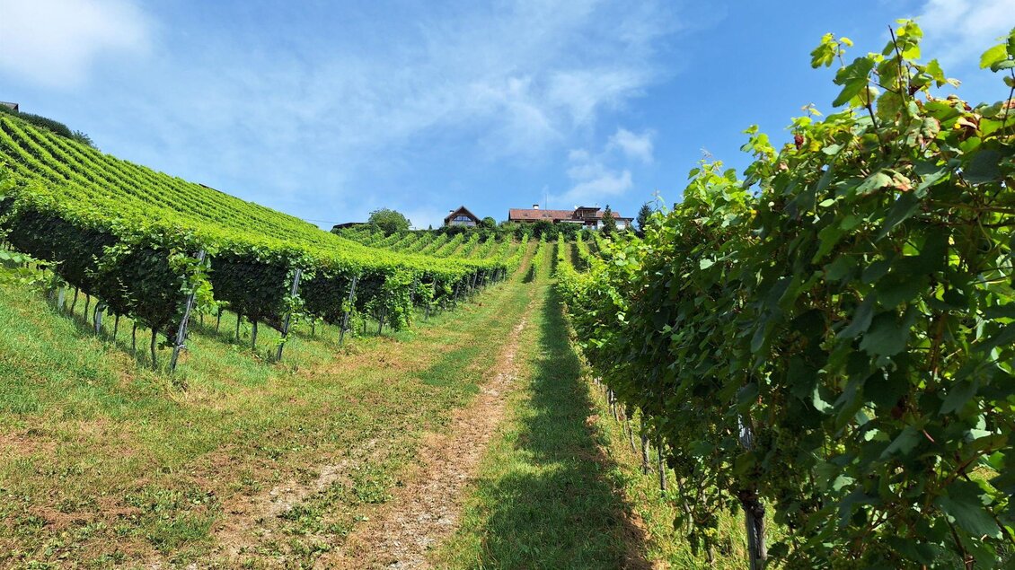 Ein Weinberg mit üppigen Reben erstreckt sich hügelaufwärts. Im Hintergrund sind ein paar Gebäude vor einem blauen Himmel zu sehen. | © CDM incoming