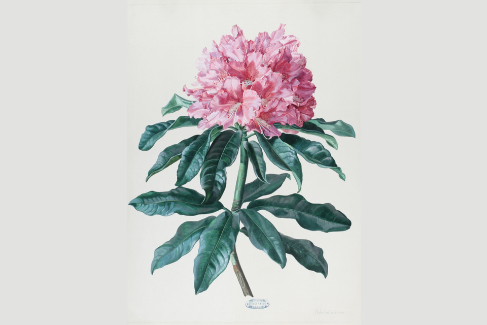 Eine blühende Rhododendron-Pflanze mit großen, rosa Blüten. Die Blätter sind grün und glänzend. | © Universalmusem Joanneum