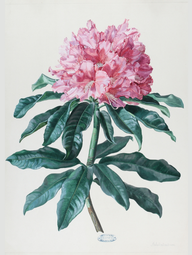 A blooming rhododendron plant with large, pink flowers. The leaves are green and glossy. | © Universalmusem Joanneum