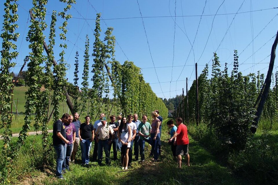 Eine Gruppe von Menschen steht in einem Hopfengarten. Die Umgebung ist grün, mit hohen Hopfenpflanzen und blauem Himmel. | © Die Brauerei Leutschach