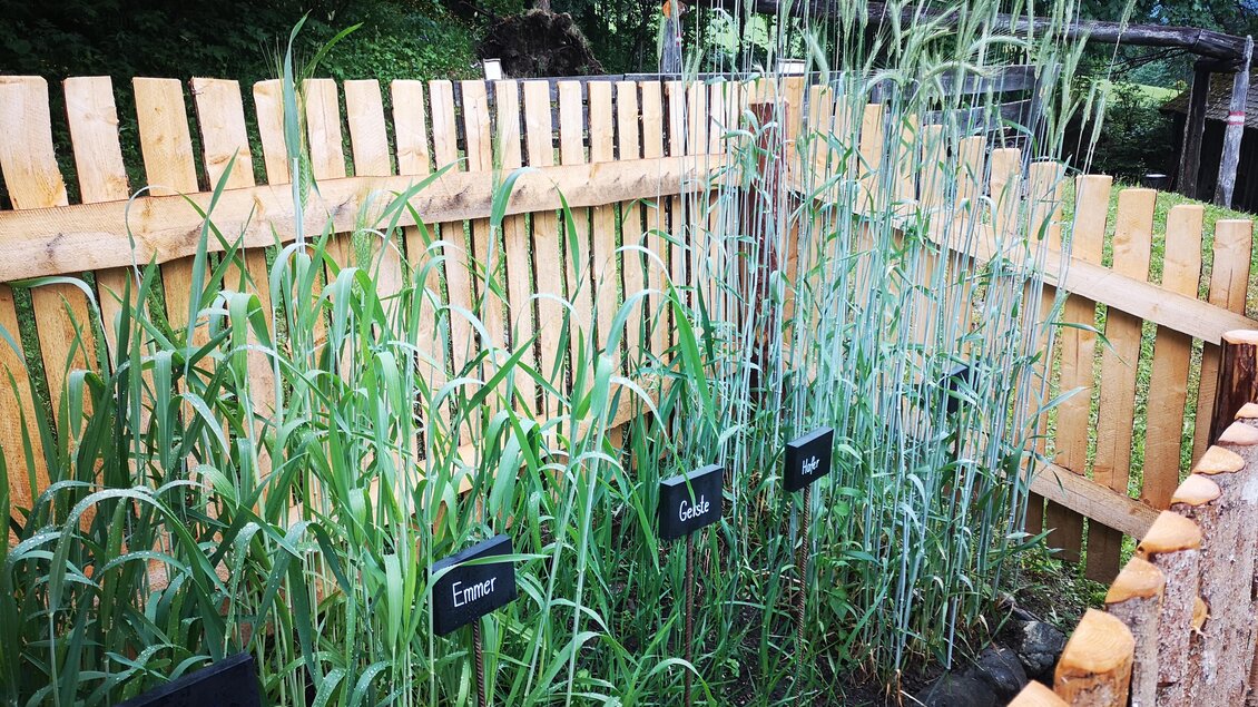 Ein Garten mit verschiedenen Getreidesorten, die an einem Holzzaun angebaut sind. Jede Sorte ist mit einem Schild beschriftet. | © Naturpark Sölktäler