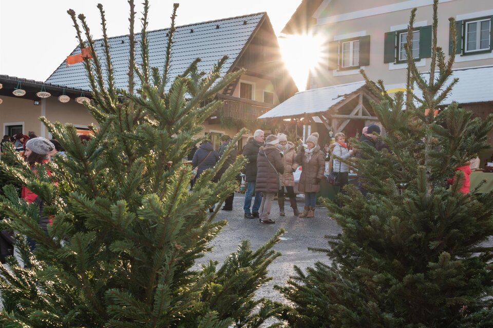 Ein Weihnachtsmarkt mit frischem Tannengrün und einer Gruppe von Menschen. Die Sonne scheint hinter den Gebäuden und schafft eine festliche Atmosphäre. | © Tourismusverband Oststeiermark