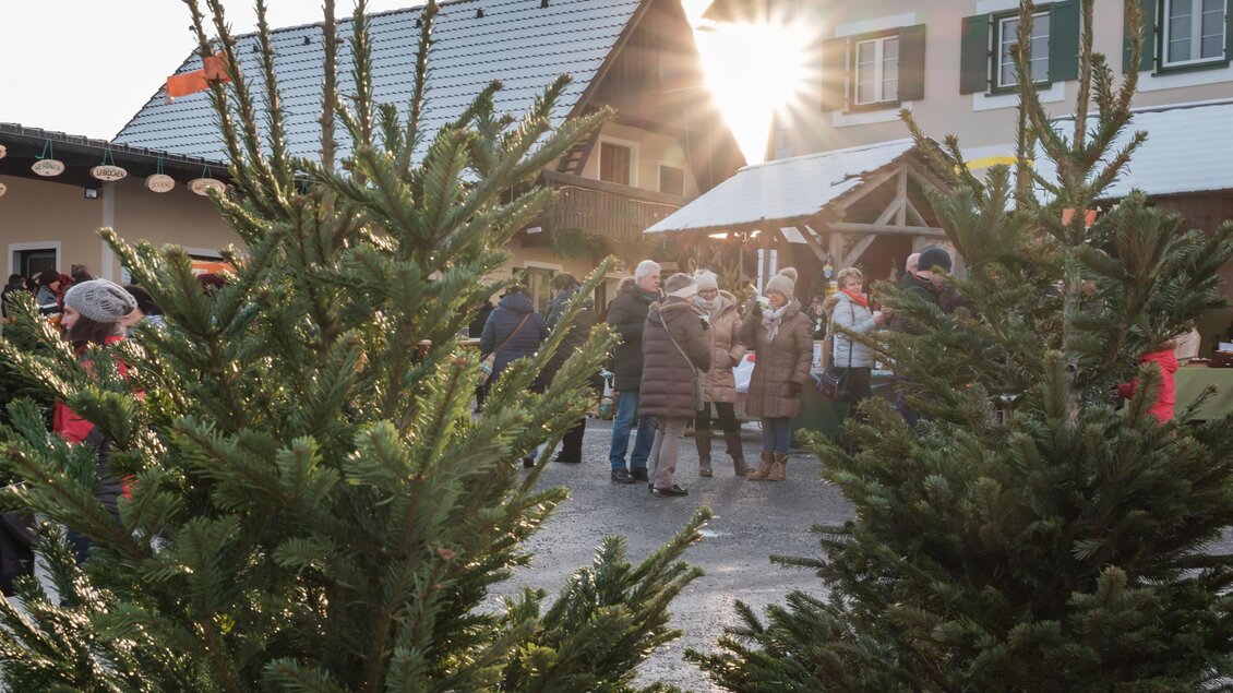Ein Weihnachtsmarkt mit frischem Tannengrün und einer Gruppe von Menschen. Die Sonne scheint hinter den Gebäuden und schafft eine festliche Atmosphäre. | © Tourismusverband Oststeiermark