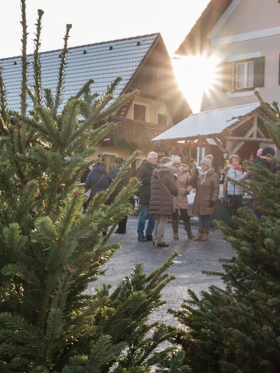Ein Weihnachtsmarkt mit frischem Tannengrün und einer Gruppe von Menschen. Die Sonne scheint hinter den Gebäuden und schafft eine festliche Atmosphäre. | © Tourismusverband Oststeiermark