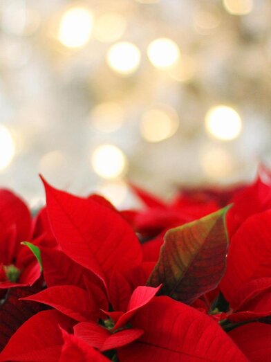 Weihnachten-Murtal-Steiermark | © Pixabay | Pixabay | © Pixabay