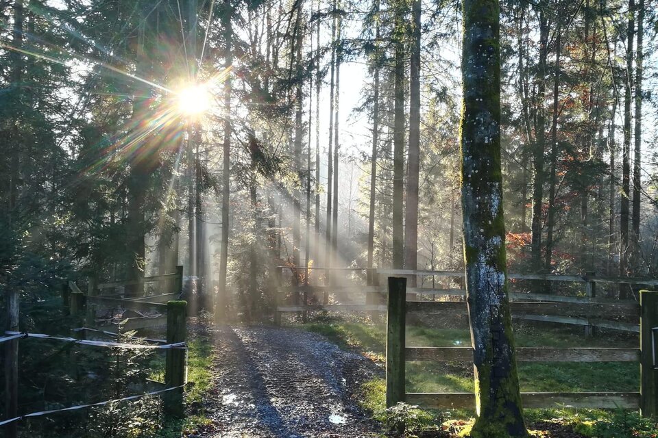 Ein schöner Waldweg mit Sonnenstrahlen, die durch die Bäume scheinen. Der Boden ist feucht und es gibt einen rustikalen Zaun. | © TV Südsteiermark - Irene Löschnig