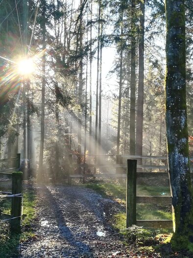 A beautiful forest path with sun rays filtering through the trees. The ground is damp and there is a rustic fence. | © TV Südsteiermark - Irene Löschnig
