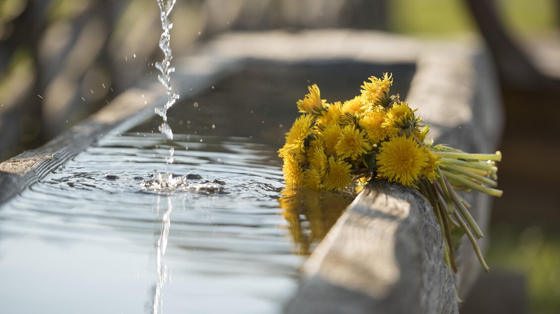 Löwenzahnstrauß an einer Wassertränke im Naturpark Almenland | © Tourismusverband Oststeiermark