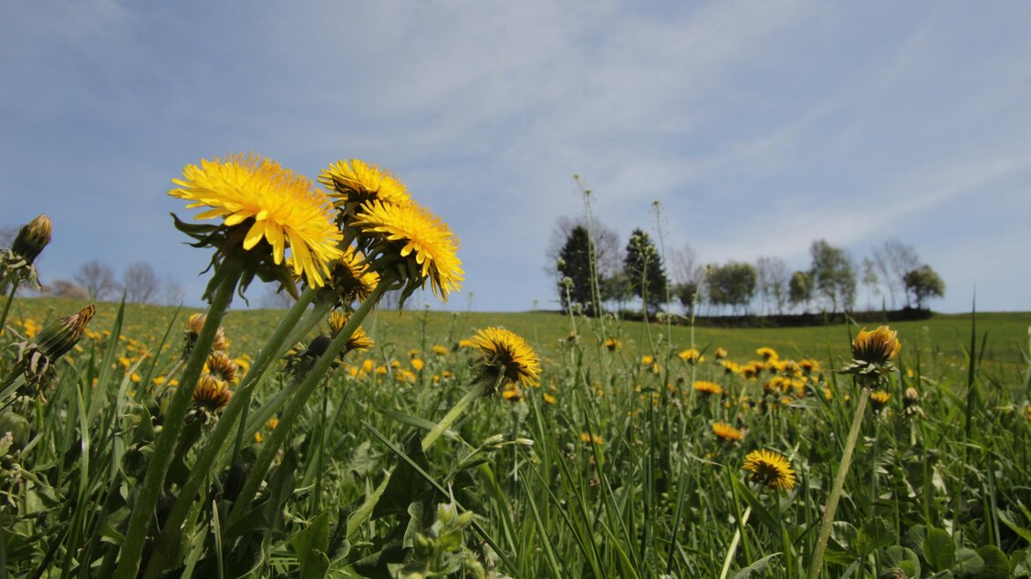 Löwenzahnblüte auf einer Wiese im Naturpark Almenland | © Tourismusverband Oststeiermark