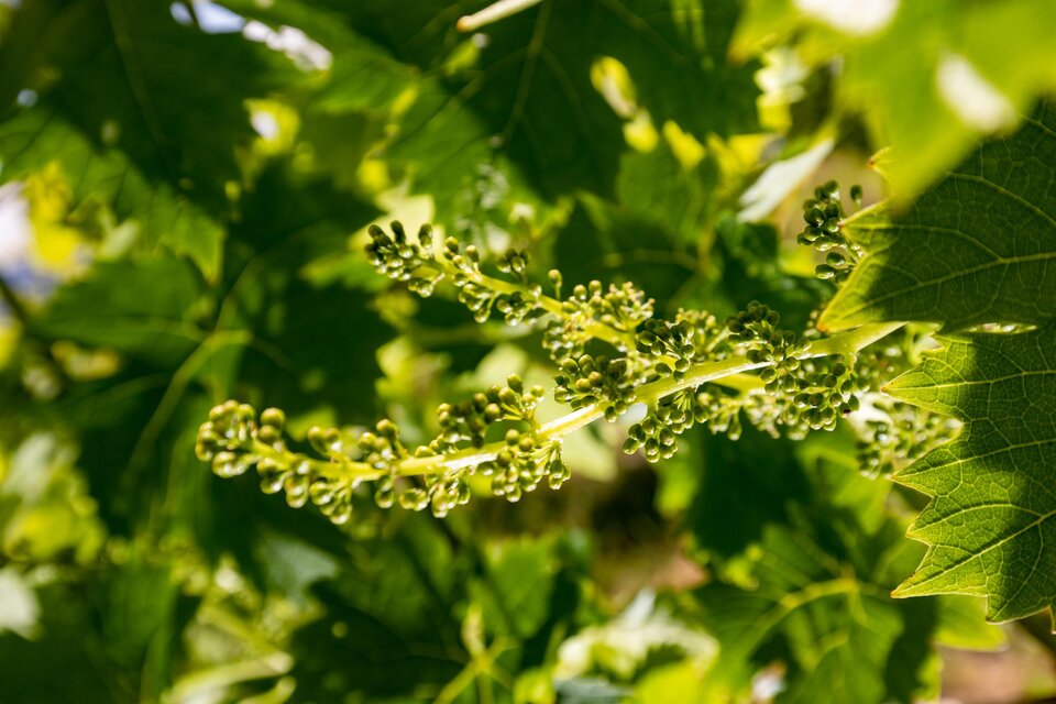 Eine Traubenrebe mit zarten, grünen Blüten. Die Blätter sind groß und gesund. | © TV Südsteiermark