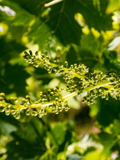 A grapevine with delicate, green flowers. The leaves are large and healthy. | © TV Südsteiermark