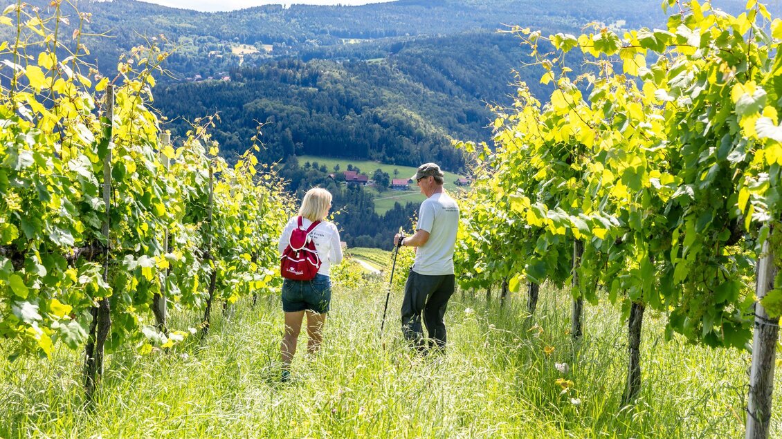 Zwei Personen gehen durch einen Weinberg mit grünen Weinreben. Im Hintergrund sind sanfte Hügel und ein blauer Himmel zu sehen. | © CDM