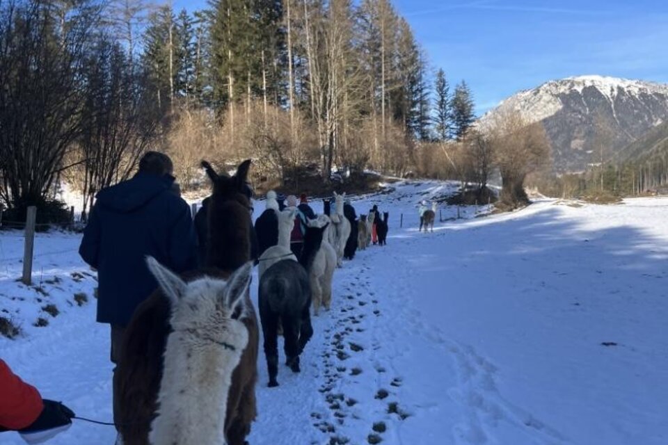 Eine Gruppe von Menschen führt Lamas durch eine verschneite Landschaft. Im Hintergrund sind Bäume und Berge zu sehen, unter einem klaren blauen Himmel. | © Alpakas, Lamas und Rentiere zum Grünen See