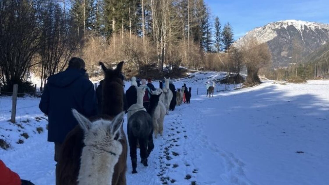 Eine Gruppe von Menschen führt Lamas durch eine verschneite Landschaft. Im Hintergrund sind Bäume und Berge zu sehen, unter einem klaren blauen Himmel. | © Alpakas, Lamas und Rentiere zum Grünen See